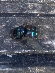 Rutilia