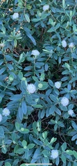 Pimelea ligustrina
