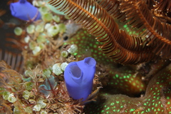 Rhopalaea