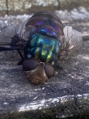 Rutilia