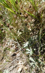 Potentilla argentea