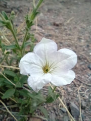 Petunia axillaris