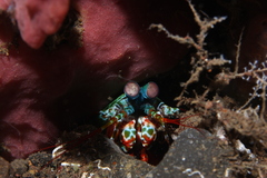 Odontodactylus scyllarus