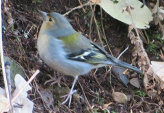 Fringilla coelebs maderensis