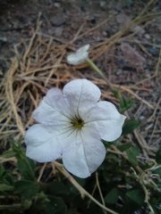 Petunia axillaris