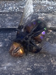 Rutilia