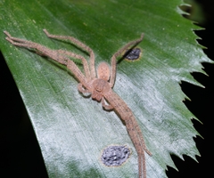 Pseudopoda