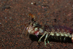 Odontodactylus scyllarus