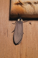 Opharus bimaculata