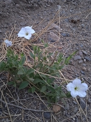 Petunia axillaris