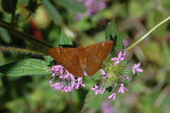 Emesis mandana