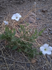 Petunia axillaris