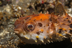 Cyclichthys orbicularis
