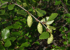 Betula divaricata