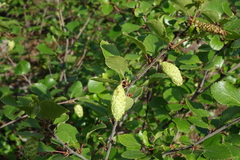 Betula divaricata