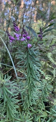 Comesperma esulifolium
