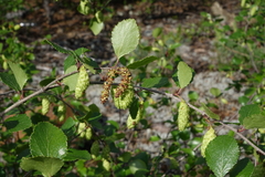 Betula divaricata