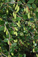 Betula divaricata