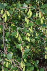 Betula divaricata