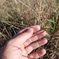 Eragrostis elliottii
