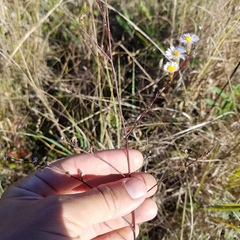 Symphyotrichum subulatum elongatum