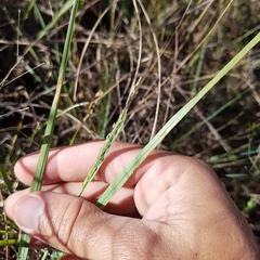 Eragrostis atrovirens
