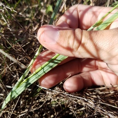 Eragrostis atrovirens