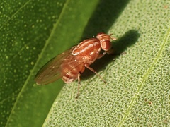 Lauxaniidae