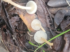 Leucocybe
