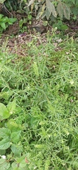 Lepidium bipinnatifidum