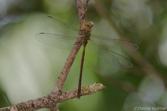 Triacanthagyna trifida