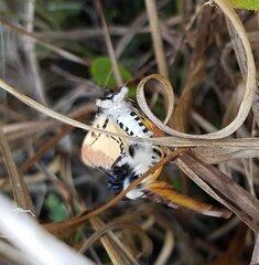 Eudryas unio