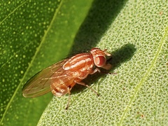 Lauxaniidae