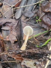 Leucocybe