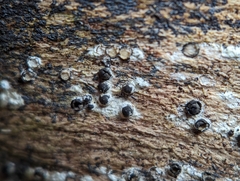 Rosellinia