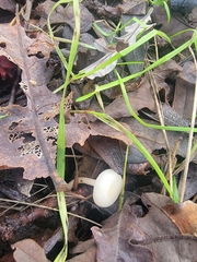 Leucocybe
