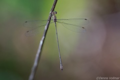 Lestes tenuatus
