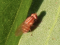 Lauxaniidae