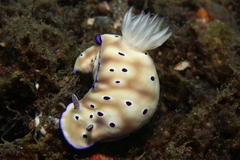 Hypselodoris tryoni