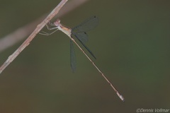 Lestes tenuatus