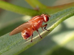 Lauxaniidae