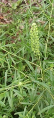 Lepidium bipinnatifidum