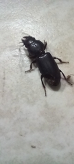 Scaritini