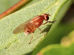 Lauxaniidae