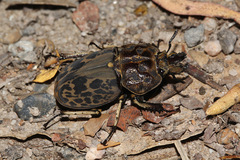 Ryssonotus nebulosus