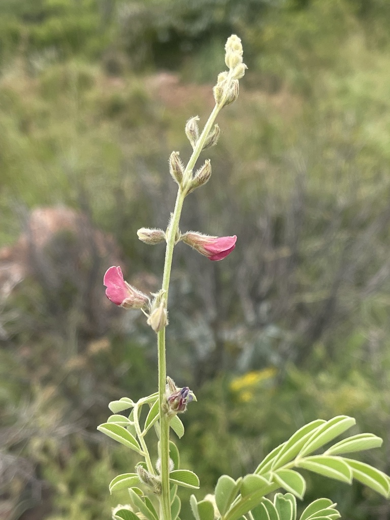 Tephrosia rhodesica