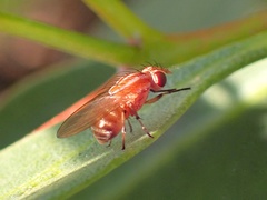 Lauxaniidae