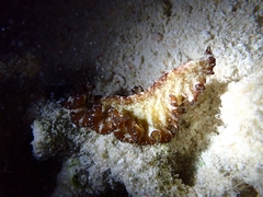 Pseudobiceros