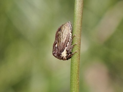 Centrotus cornutus