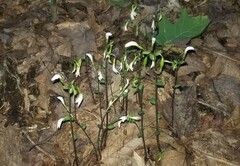 Triphora trianthophoros